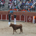 foto de los novillos
